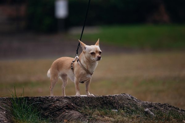 Adopter un chaton : découvrez nos adorables compagnons !