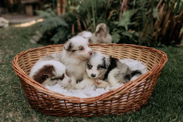 Choisir le panier parfait pour le confort de votre chien