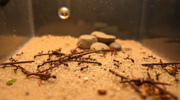 Les essentiels à avoir pour démarrer l'élevage de fourmis